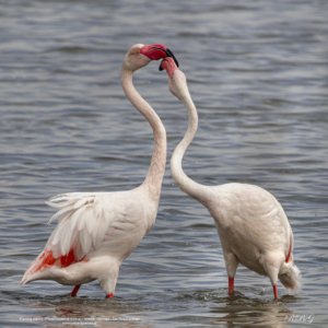 Flaming różowy, Phoenicopterus roseus, Greater flamingo, Der Rosaflamingo