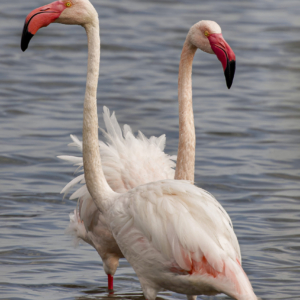 Flaming różowy, Phoenicopterus roseus, Greater flamingo, Der Rosaflamingo