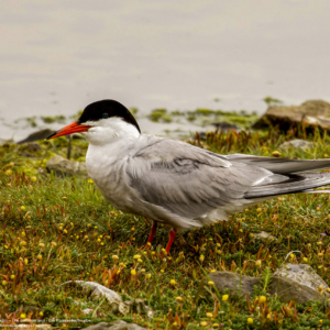 Rybitwa rzeczna, Sterna hirundo, The common tern, Die Flussseeschwalbe, Речная крачка