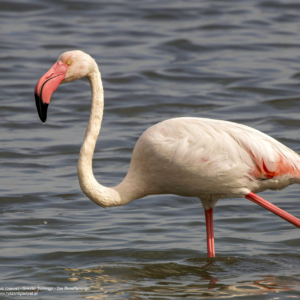 Flaming różowy, Phoenicopterus roseus, Greater flamingo, Der Rosaflamingo