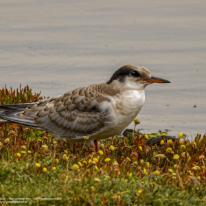 Rybitwa rzeczna, Sterna hirundo, The common tern, Die Flussseeschwalbe, Речная крачка