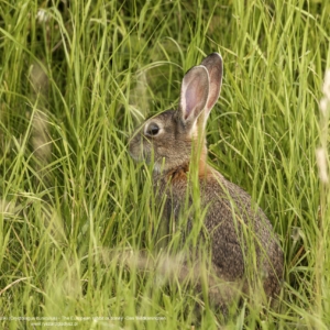 Królik europejski lub Królik dziki, Oryctolagus cuniculus, The European rabbit or coney, Das Wildkaninchen