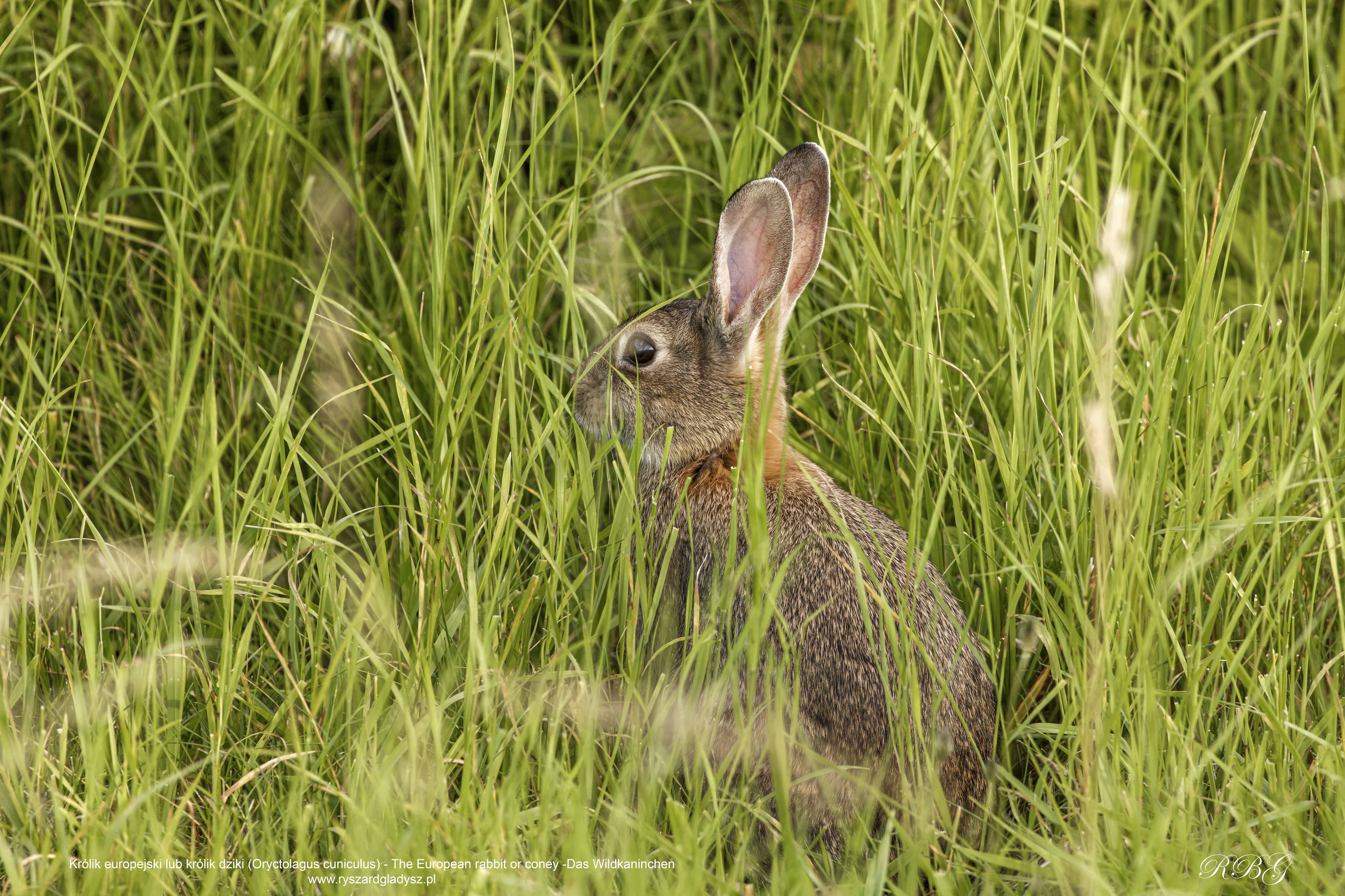 Królik europejski lub Królik dziki, Oryctolagus cuniculus, The European rabbit or coney, Das Wildkaninchen