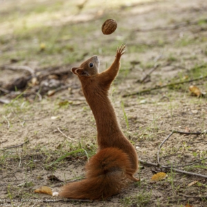 Wiewiórka, Sciurus vulgaris, Red squirrel, Eichhörnchen, Белка