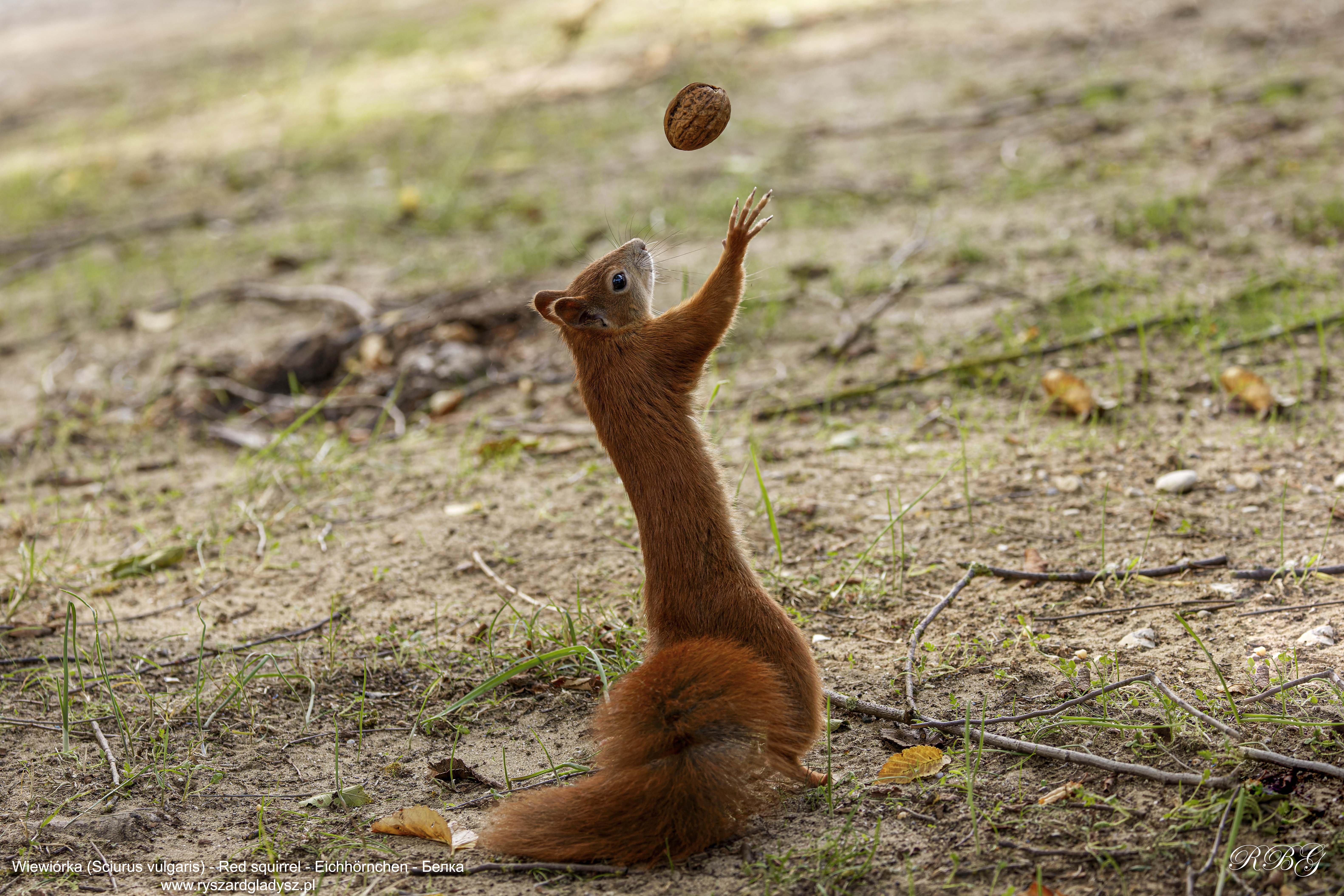 Wiewiórka, Sciurus vulgaris, Red squirrel, Eichhörnchen, Белка