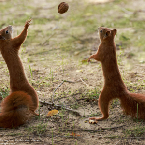 Wiewiórka, Sciurus vulgaris, Red squirrel, Eichhörnchen, Белка