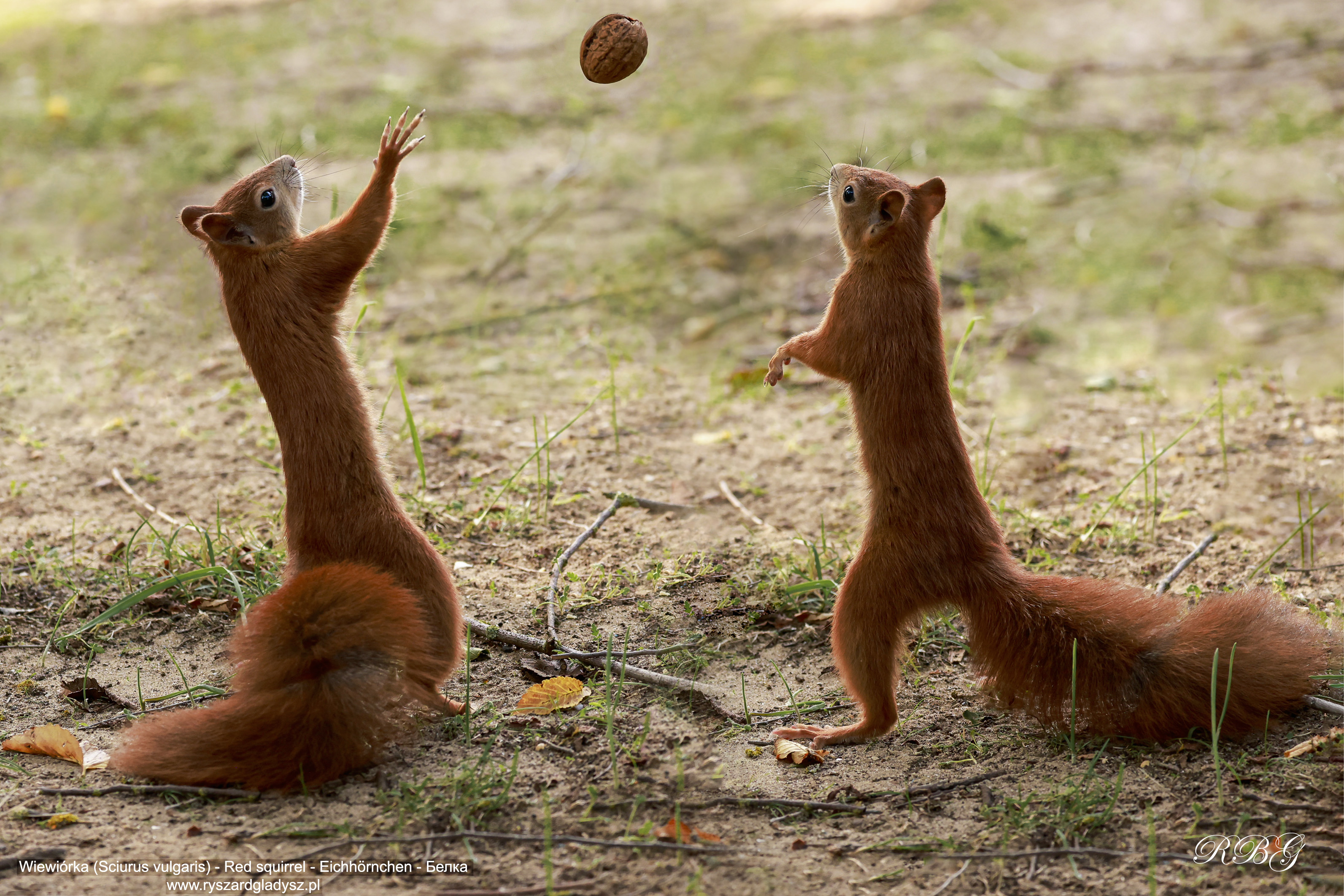 Wiewiórka, Sciurus vulgaris, Red squirrel, Eichhörnchen, Белка