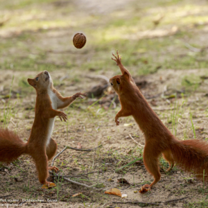 Wiewiórka, Sciurus vulgaris, Red squirrel, Eichhörnchen, Белка