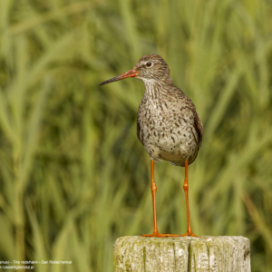 Krwawodziób, Tringa totanus, The redshank, Der Rotschenkel