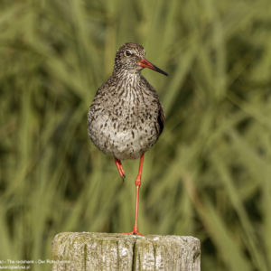 Krwawodziób, Tringa totanus, The redshank, Der Rotschenkel