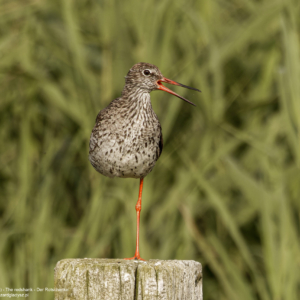 Krwawodziób, Tringa totanus, The redshank, Der Rotschenkel