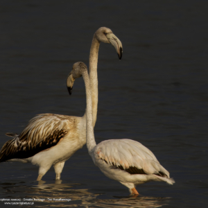 Flaming różowy, Phoenicopterus roseus, Greater flamingo, Der Rosaflamingo