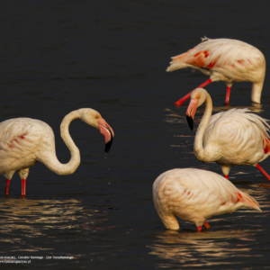 Flaming różowy, Phoenicopterus roseus, Greater flamingo, Der Rosaflamingo