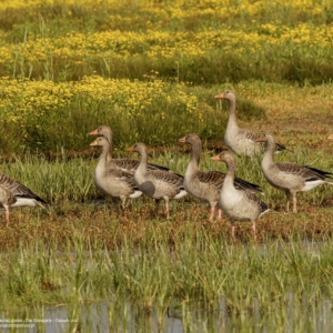 Gęgawa, Anser anser, Greylag goose, Die Graugans, Серый гусь