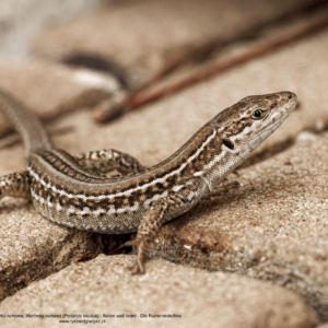 Jaszczurka ruinowa, Podarcis siculus, Italian wall lizard, Die Ruineneidechse