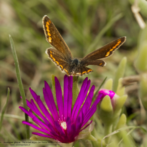 Modraszek iglicznik, Modraszek agestis, Aricia agestis, The brown argus, Der Kleine Sonnenröschen-Bläuling