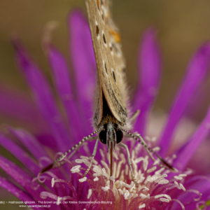 Modraszek iglicznik, Modraszek agestis, Aricia agestis, The brown argus, Der Kleine Sonnenröschen-Bläuling