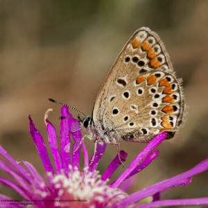 Modraszek iglicznik, Modraszek agestis, Aricia agestis, The brown argus, Der Kleine Sonnenröschen-Bläuling