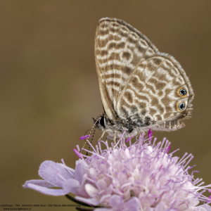 Modrogończyk wędrowiec, Syntarucus pirithous, The  common zebra blue, Der Kleine Wanderbläuling