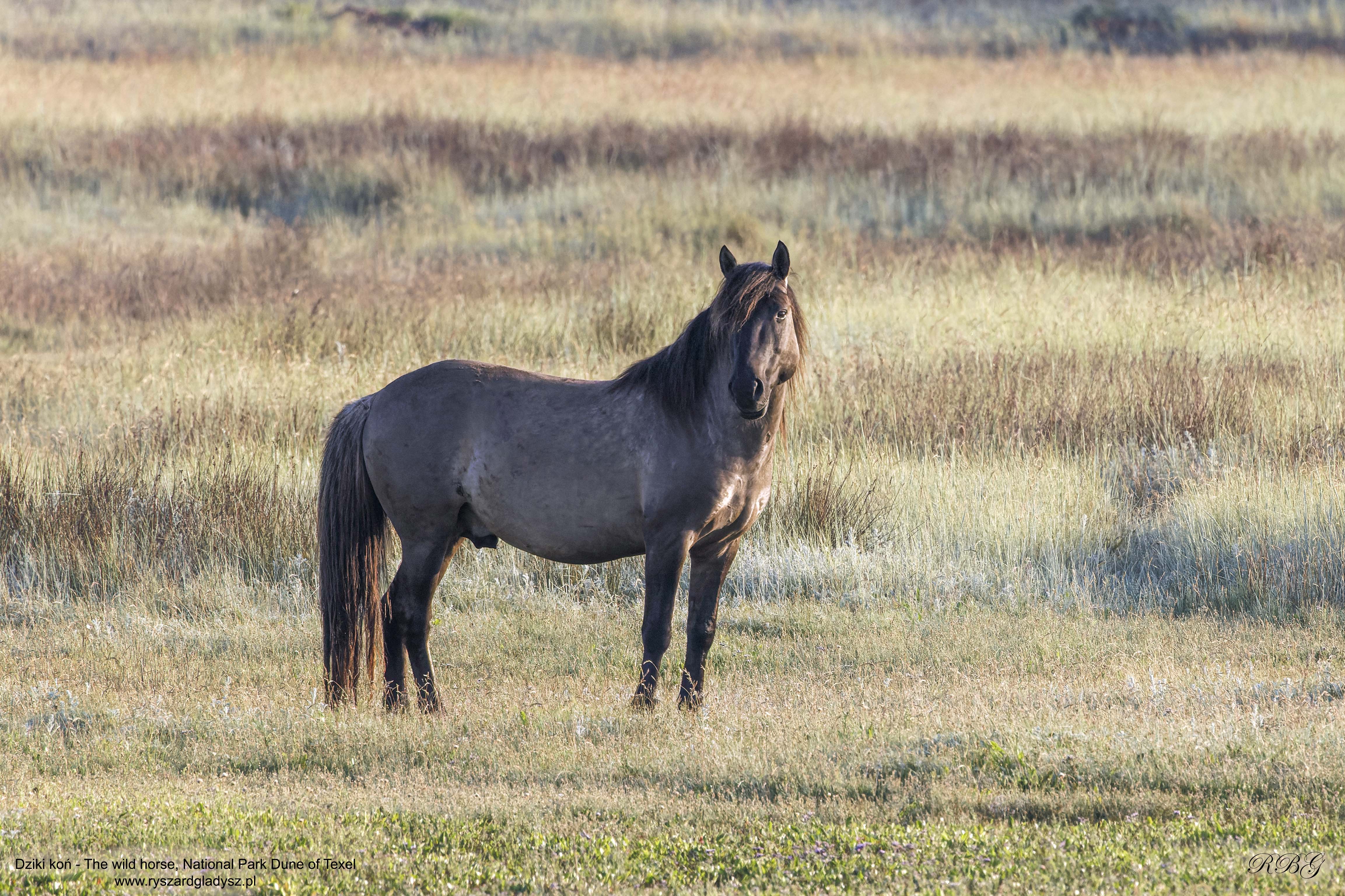 Koń, Equus caballus, Horse, Das Hauspferd, Лошадь