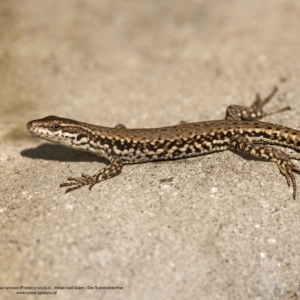 Jaszczurka ruinowa, Podarcis siculus, Italian wall lizard, Die Ruineneidechse