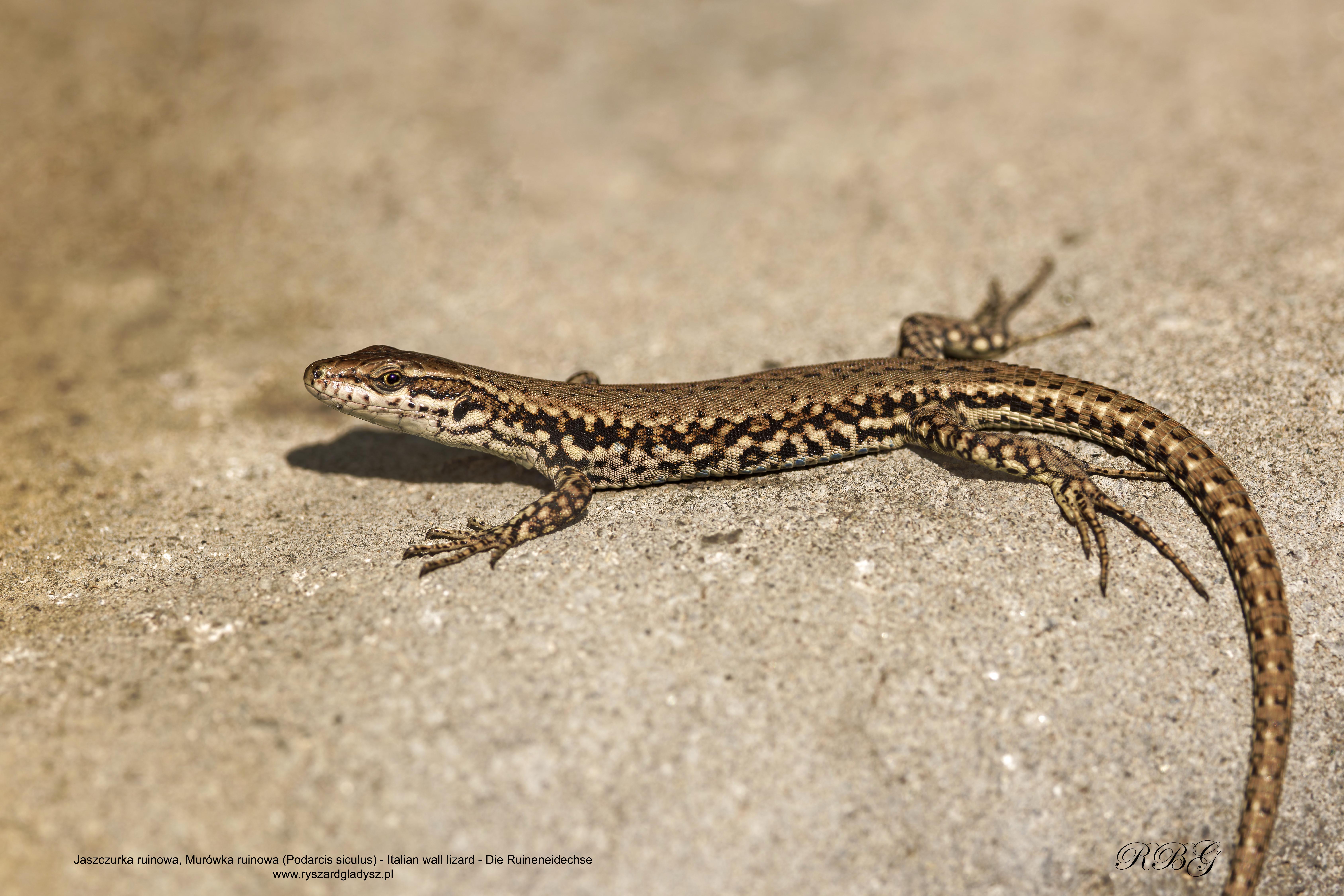 Jaszczurka ruinowa, Podarcis siculus, Italian wall lizard, Die Ruineneidechse