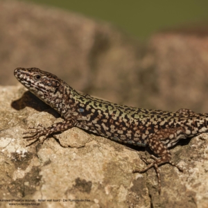 Jaszczurka ruinowa, Podarcis siculus, Italian wall lizard, Die Ruineneidechse