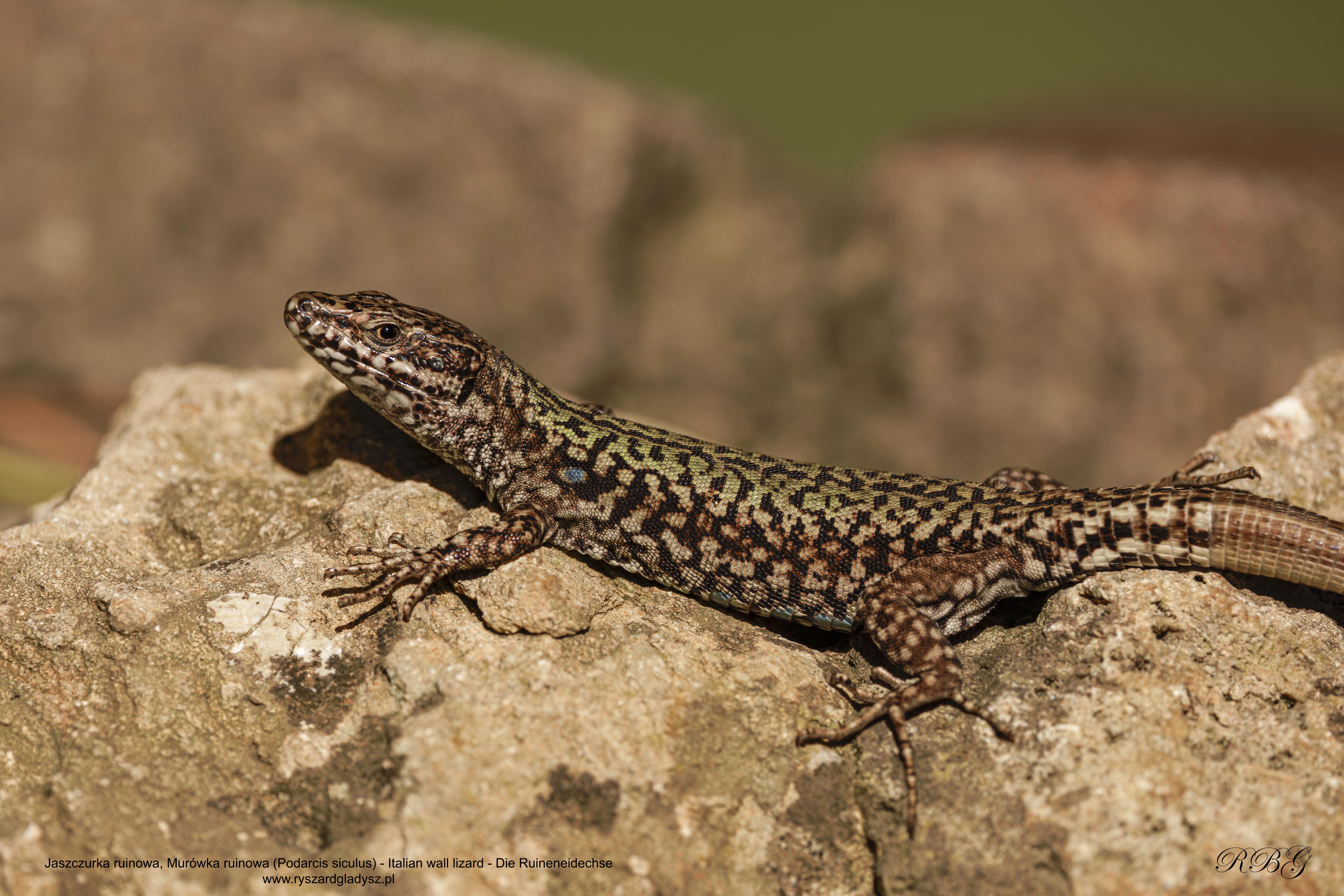 Jaszczurka ruinowa, Podarcis siculus, Italian wall lizard, Die Ruineneidechse