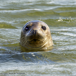 Foka szara, szarytka morska, Halichoerus grypus, The grey seal, Die Kegelrobbe