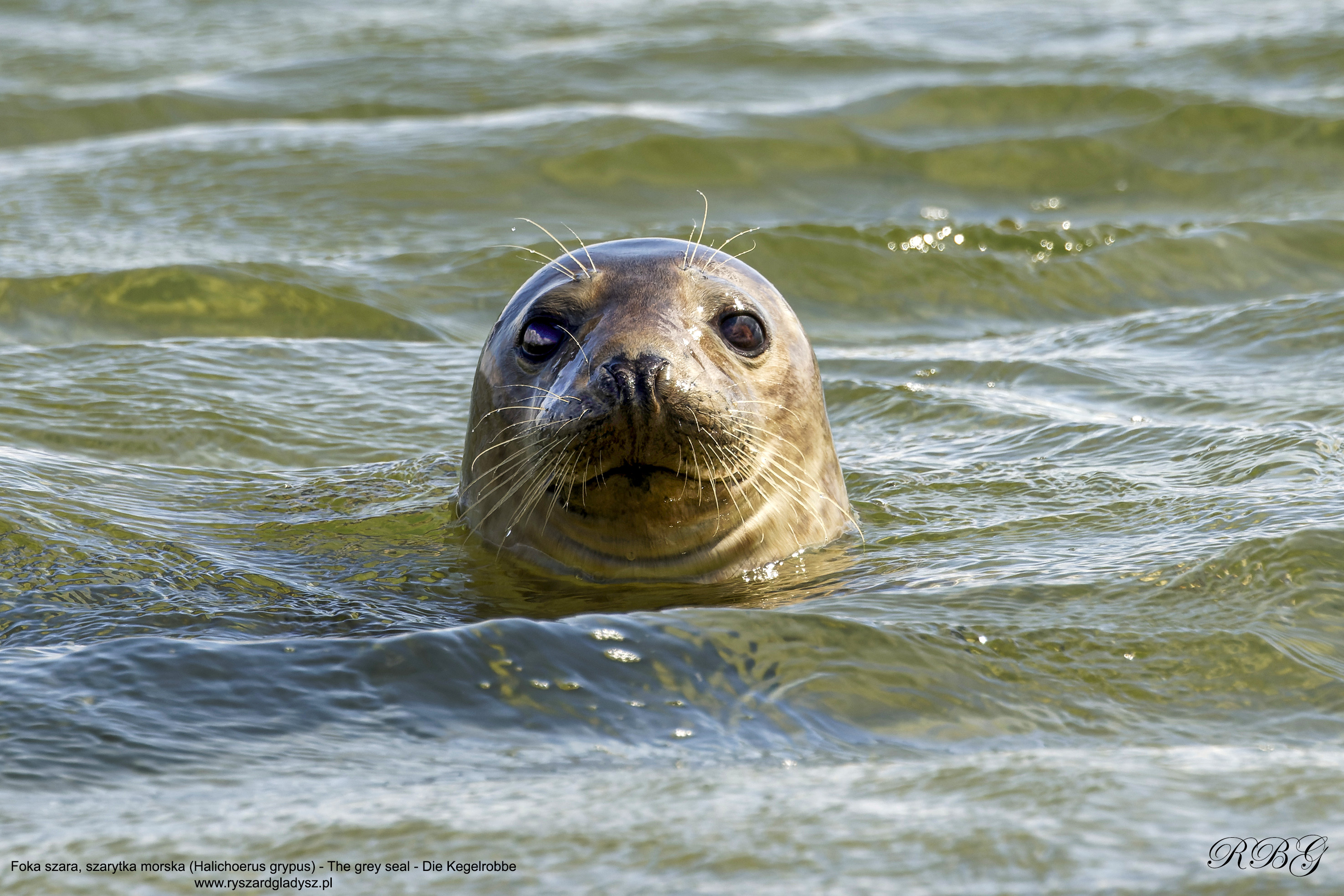Foka szara, szarytka morska, Halichoerus grypus, The grey seal, Die Kegelrobbe