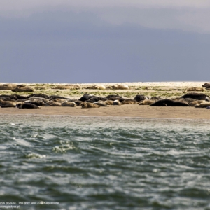 Foka szara, szarytka morska, Halichoerus grypus, The grey seal, Die Kegelrobbe