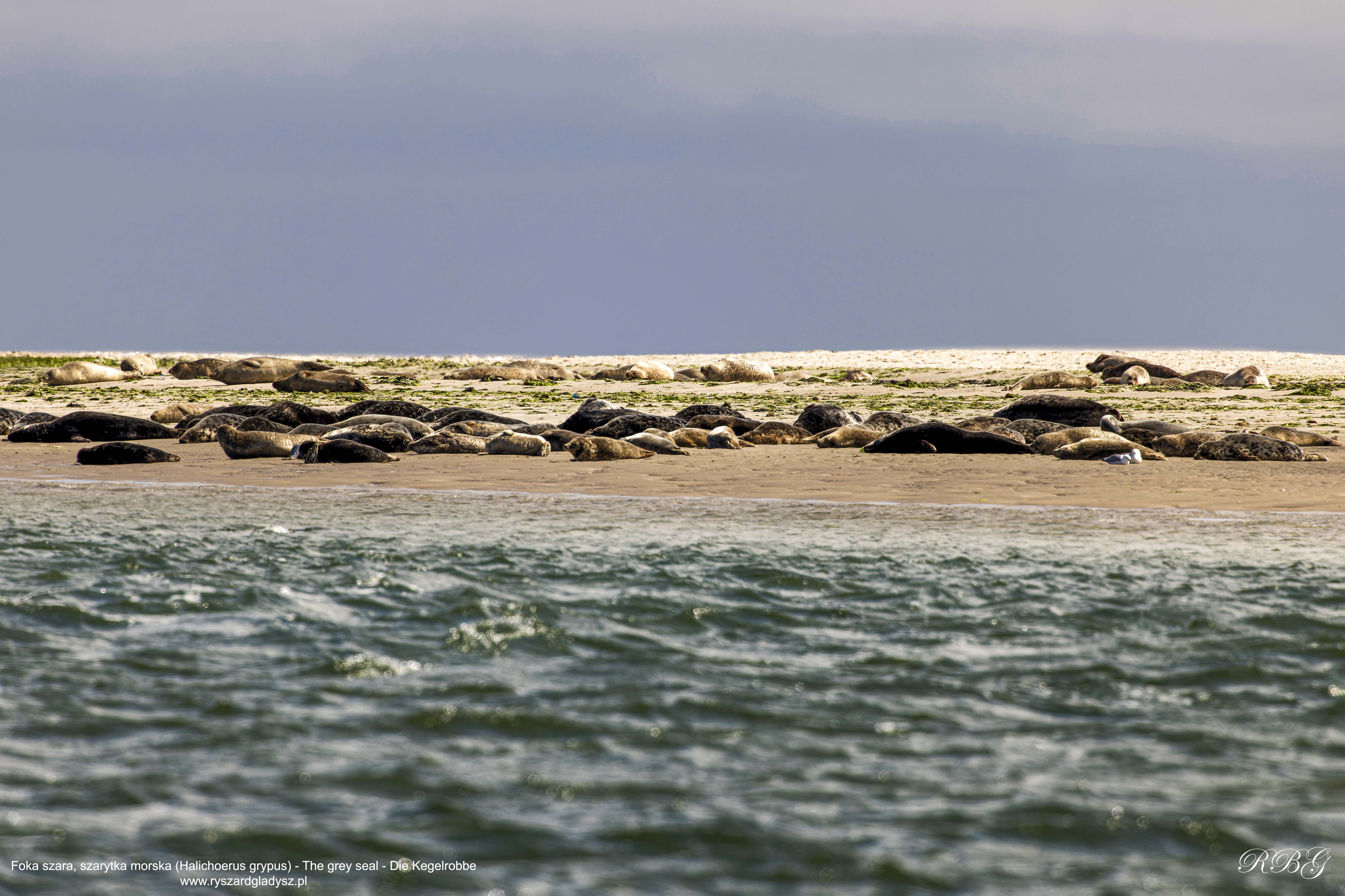 Foka szara, szarytka morska, Halichoerus grypus, The grey seal, Die Kegelrobbe