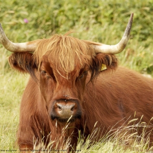 Bydło, Bos taurus, Szkocka rasa wyżynna, Scottish highland cattle, on Fanø island in Denmark