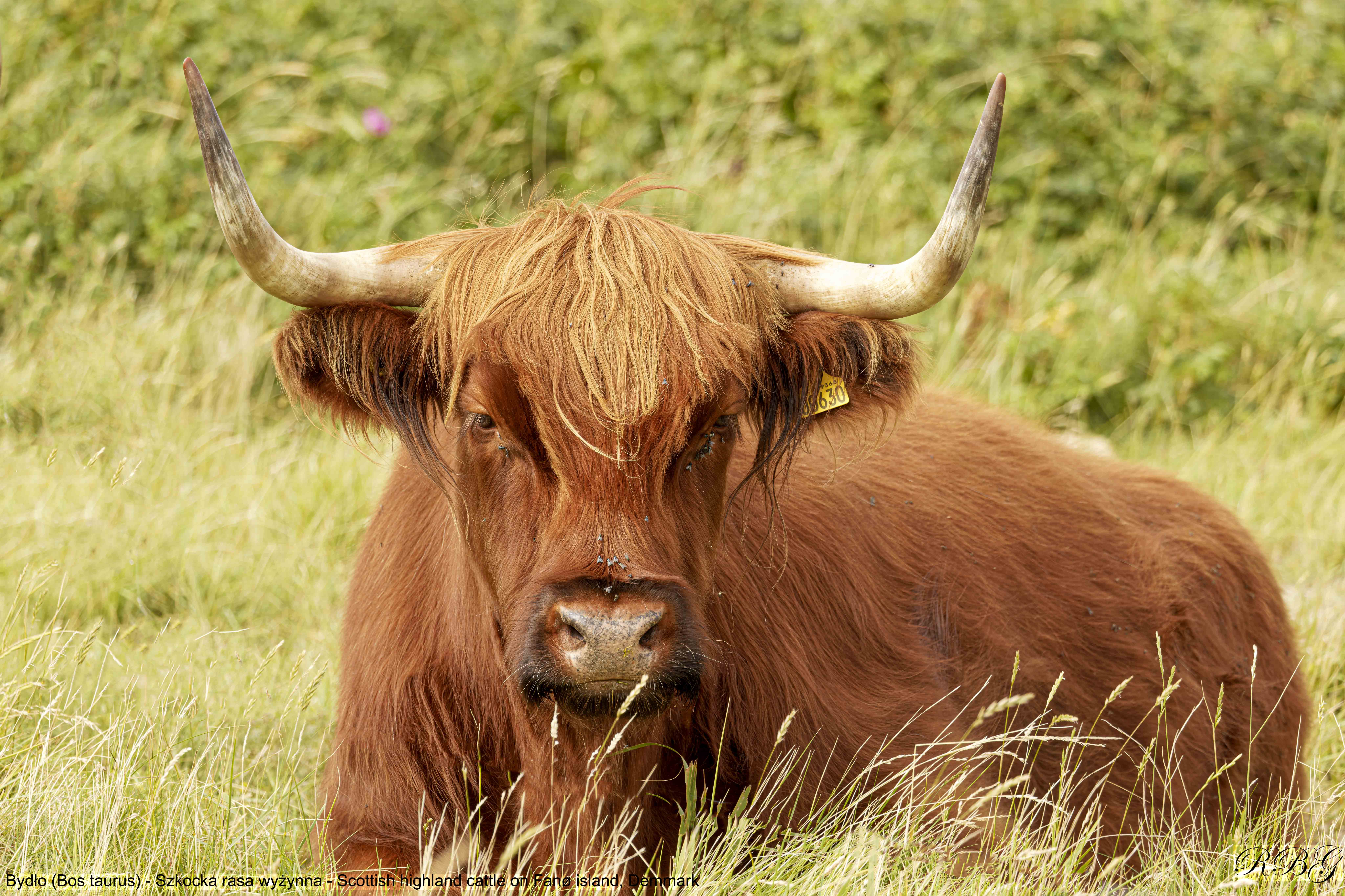 Bydło, Bos taurus, Szkocka rasa wyżynna, Scottish highland cattle, on Fanø island in Denmark