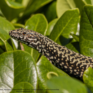 Jaszczurka ruinowa, Podarcis siculus, Italian wall lizard, Die Ruineneidechse