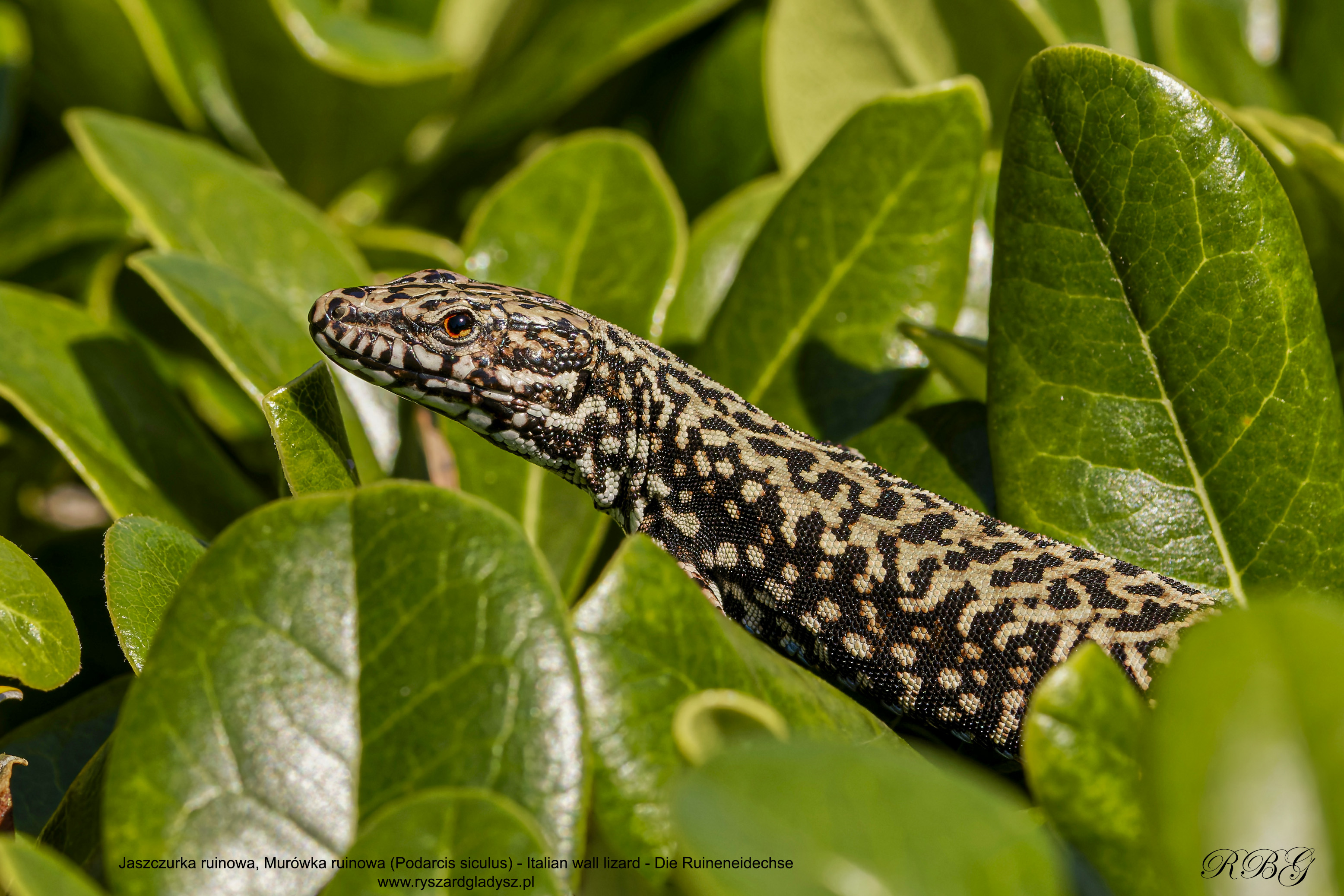 Jaszczurka ruinowa, Podarcis siculus, Italian wall lizard, Die Ruineneidechse