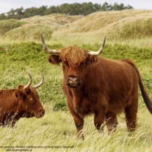 Bydło, Bos taurus, Szkocka rasa wyżynna, Scottish highland cattle, on Fanø island in Denmark