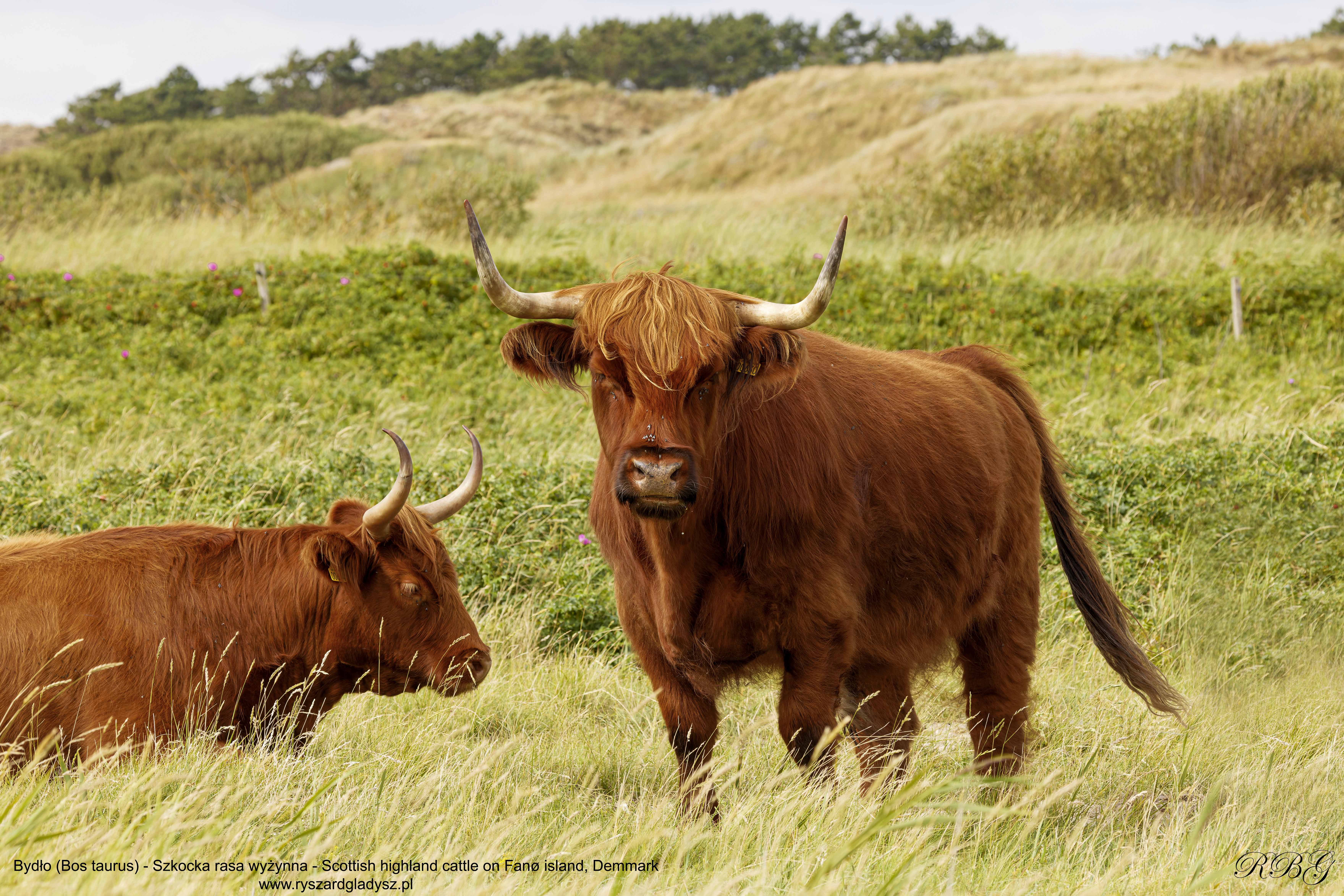Bydło, Bos taurus, Szkocka rasa wyżynna, Scottish highland cattle, on Fanø island in Denmark