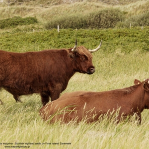 Bydło, Bos taurus, Szkocka rasa wyżynna, Scottish highland cattle, on Fanø island in Denmark