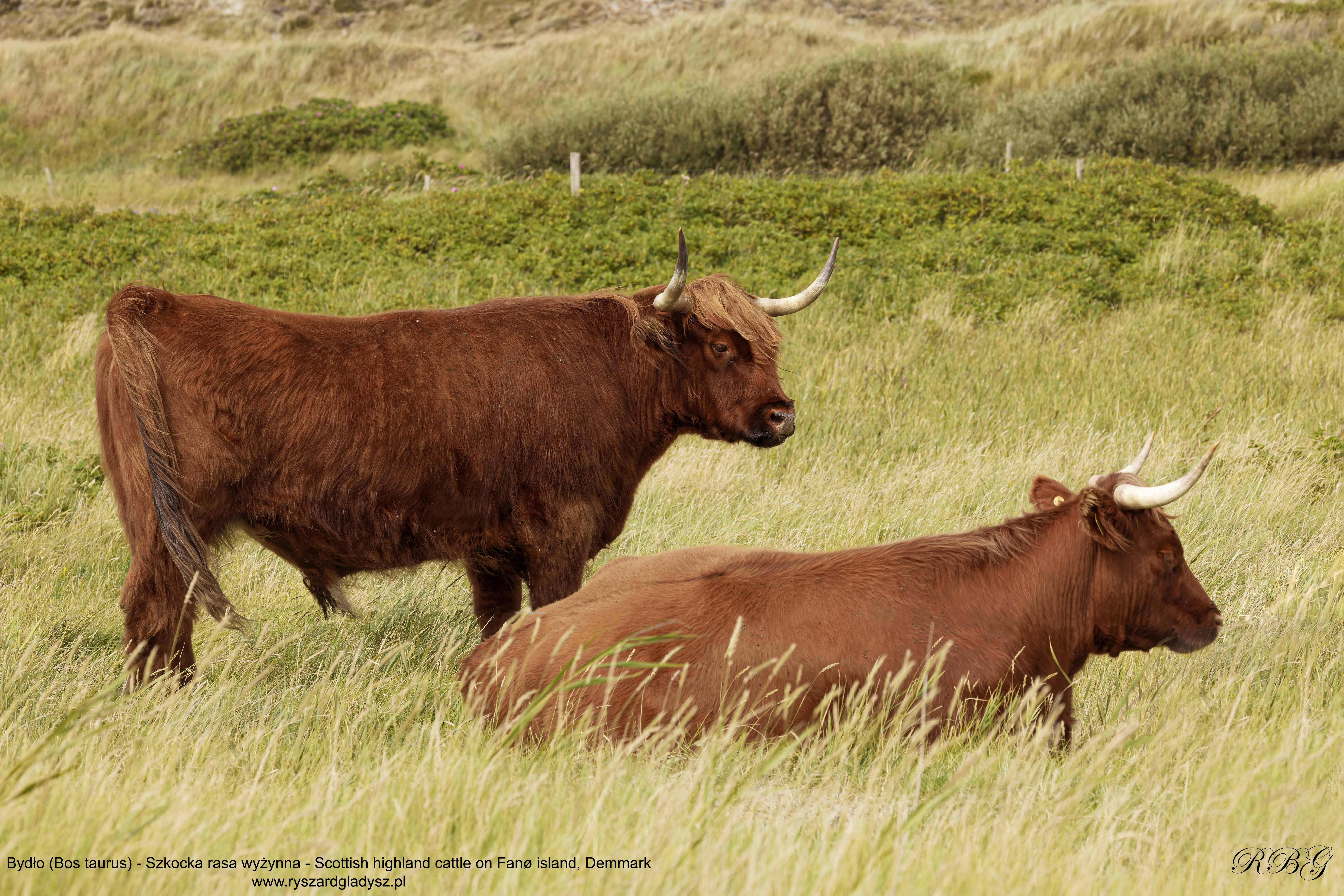 Bydło, Bos taurus, Szkocka rasa wyżynna, Scottish highland cattle, on Fanø island in Denmark
