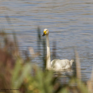 Łabędź krzykliwy, Cygnus cygnus, Whooper swan, Der Singschwan, Лебедь-кликун