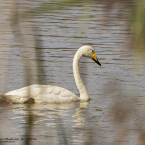 Łabędź krzykliwy, Cygnus cygnus, Whooper swan, Der Singschwan, Лебедь-кликун