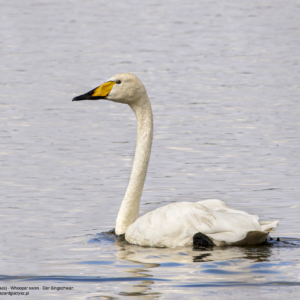 Łabędź krzykliwy, Cygnus cygnus, Whooper swan, Der Singschwan, Лебедь-кликун