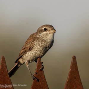 Dzierzba gąsiorek, Red-backed shrike, Der Neuntöter, Lanius collurio, Жулан