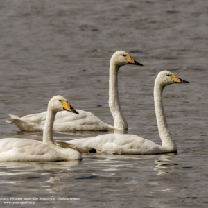 Łabędź krzykliwy, Cygnus cygnus, Whooper swan, Der Singschwan, Лебедь-кликун