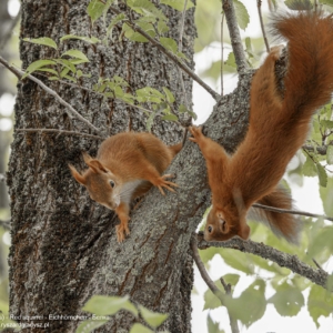 Wiewiórka, Sciurus vulgaris, Red squirrel, Eichhörnchen, Белка