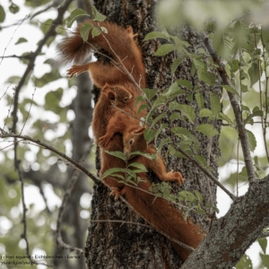 Wiewiórka, Sciurus vulgaris, Red squirrel, Eichhörnchen, Белка