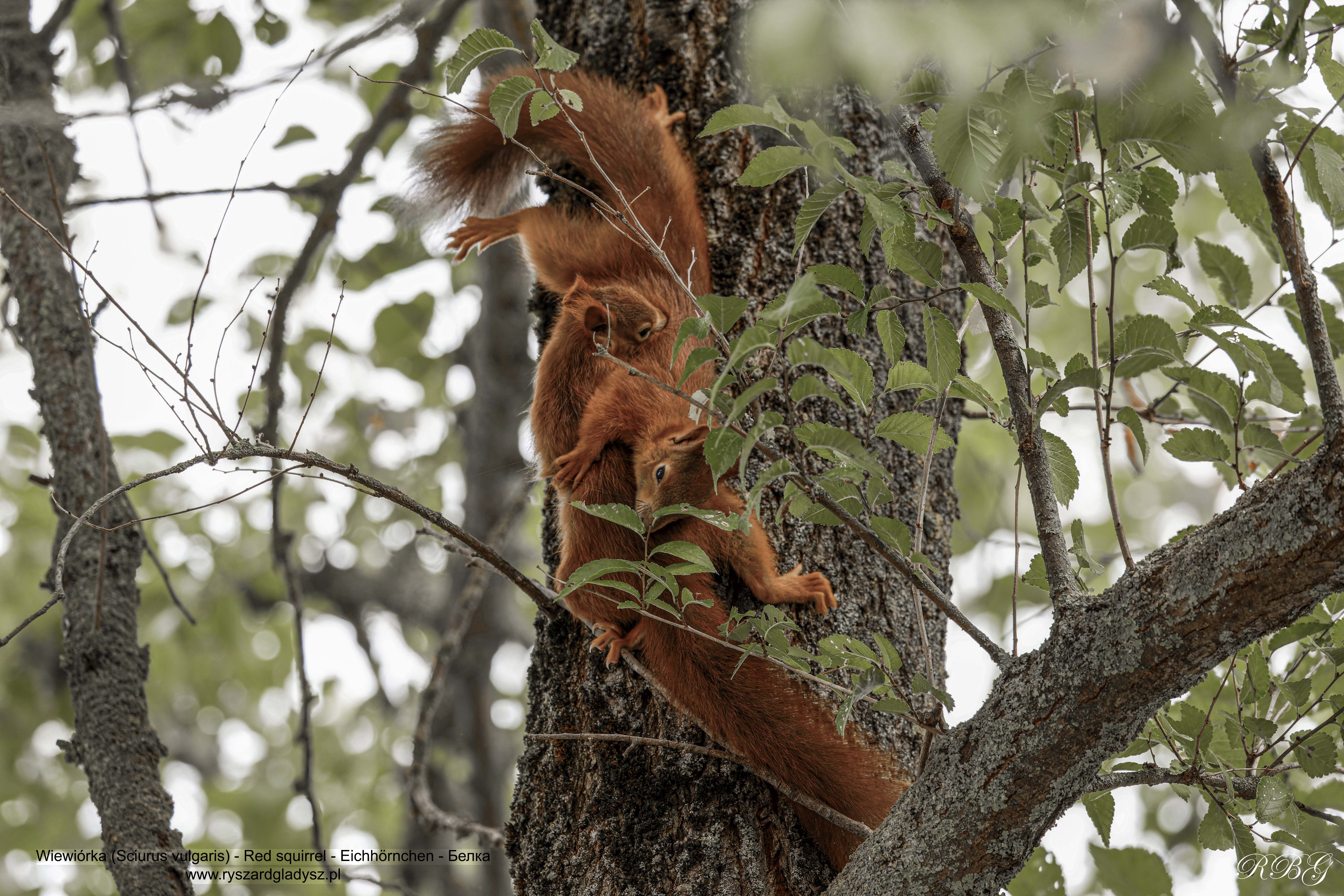 Wiewiórka, Sciurus vulgaris, Red squirrel, Eichhörnchen, Белка