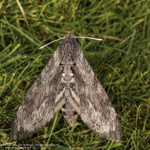 Zawisak powojowiec, Agrius convolvuli, The hawkmoth, Der Windenschwärmer