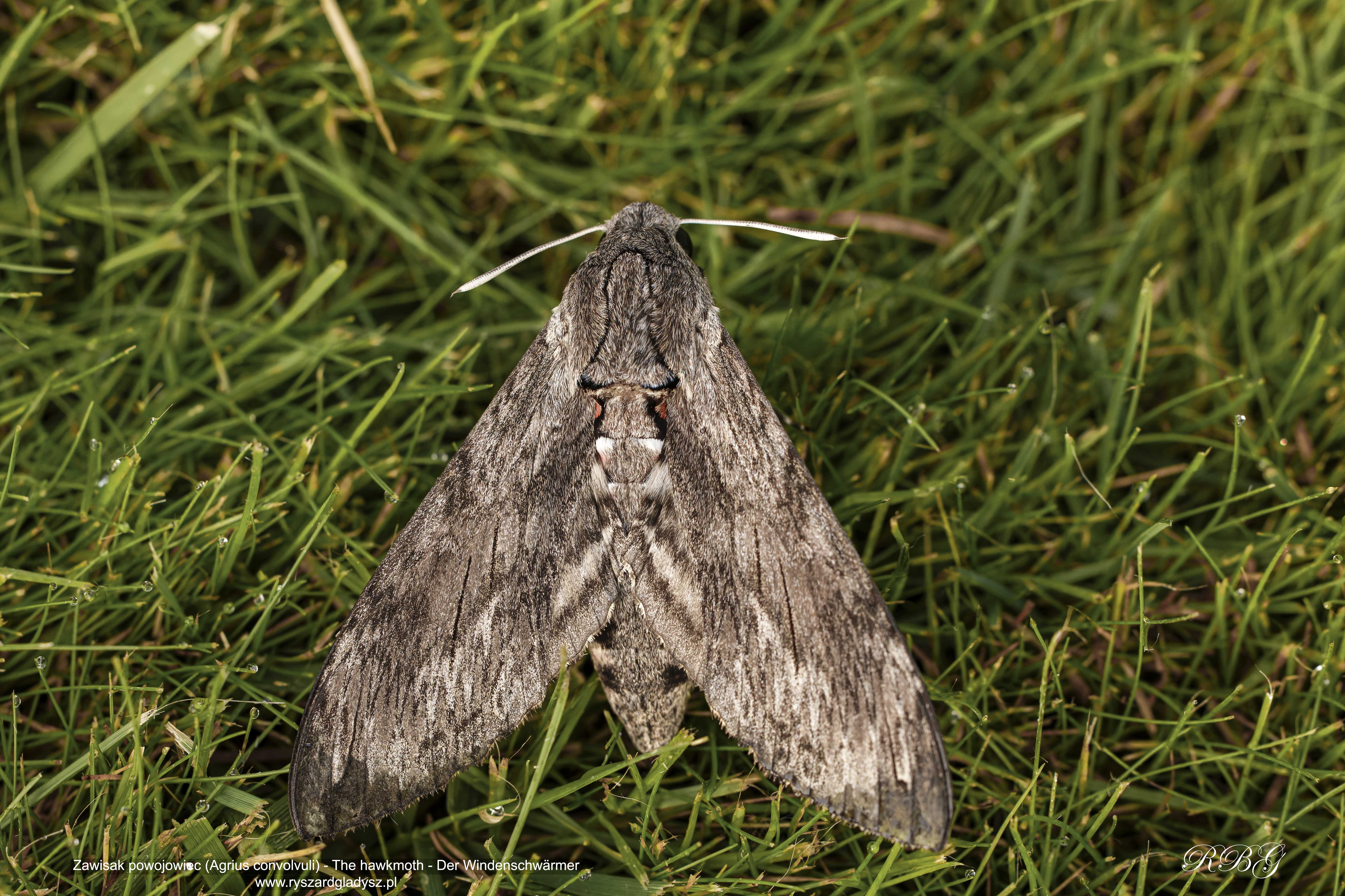 Zawisak powojowiec, Agrius convolvuli, The hawkmoth, Der Windenschwärmer